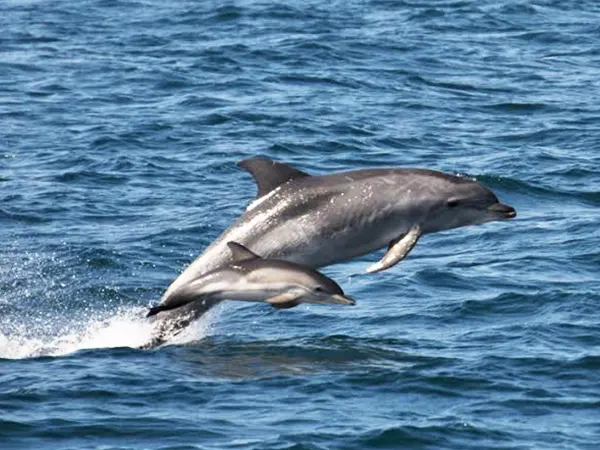 Dolphin leaping out of the ocean near Hartenbos